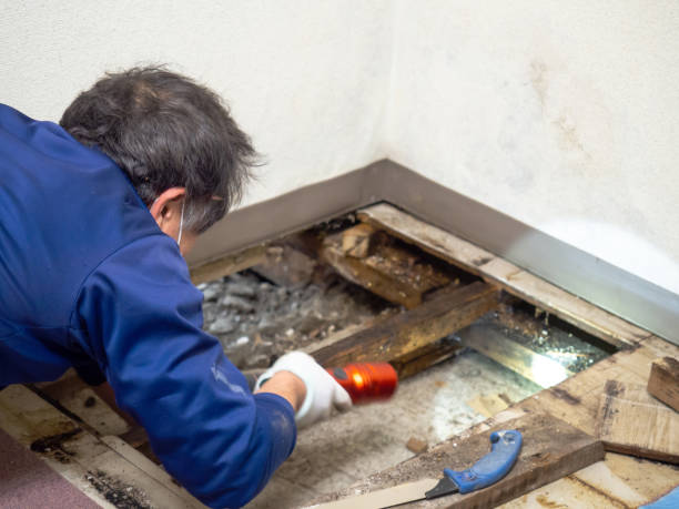 Best Commercial Mold Removal  in Berlin, MD