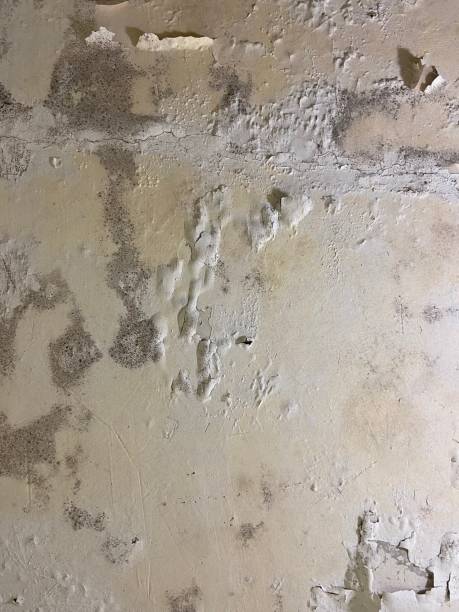 Best Home Mold Removal  in Berlin, MD