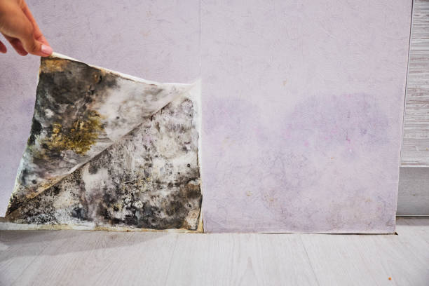 Best Residential Mold Removal  in Berlin, MD